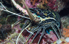 Panulirus versicolor