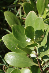 Myoporum boninense