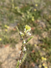 Caulanthus lasiophyllus