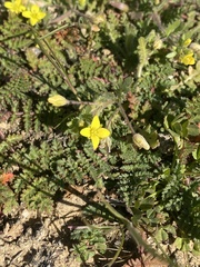 Tropidocarpum gracile