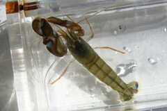 Alpheus heterochaelis