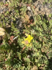 Tropidocarpum gracile