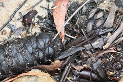 Camponotus nigriceps