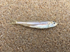 Sandy Sprat photo 3