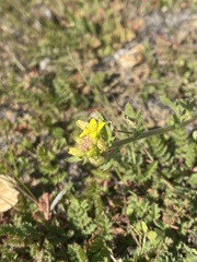 Tropidocarpum gracile