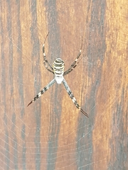 Argiope bruennichi