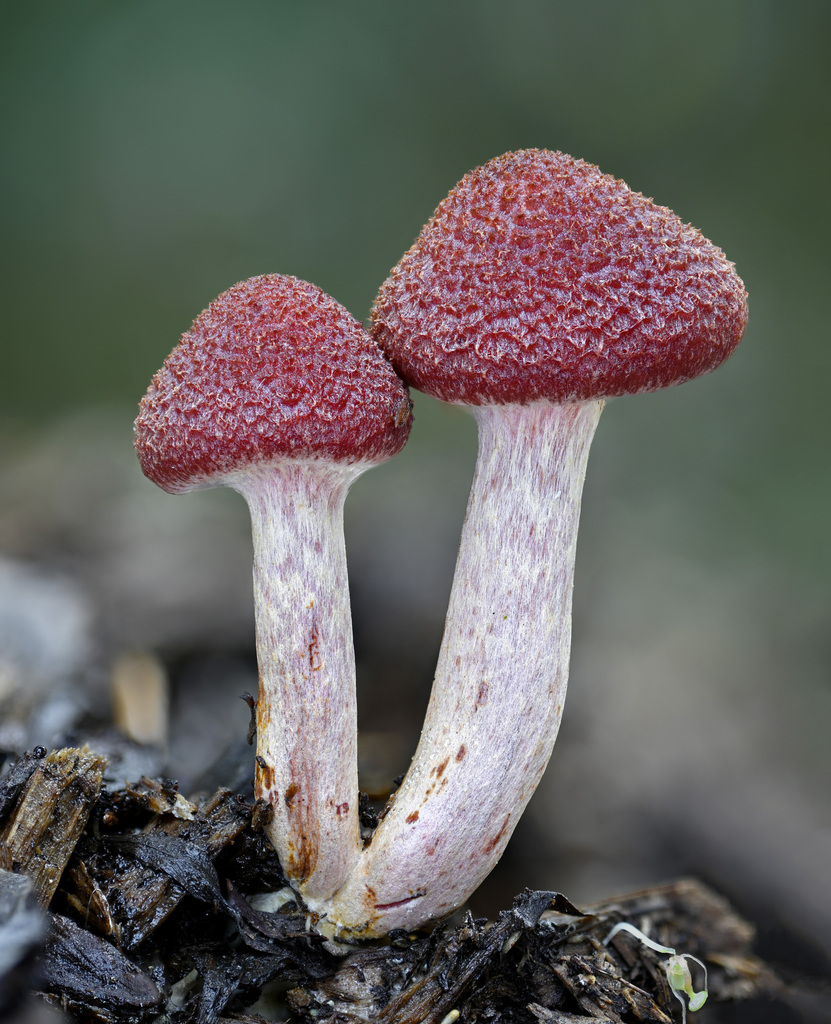 rustgills and gyms