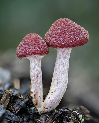 Yellow-gilled Gymnopilus (Gymnopilus luteofolius)