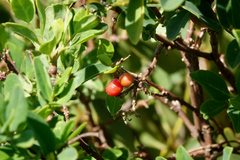 Wikstroemia indica