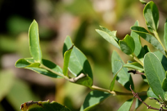 Wikstroemia indica