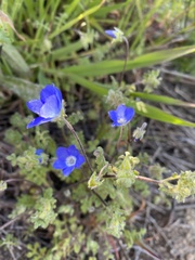 Nemophila