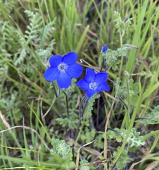 Nemophila