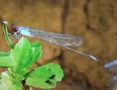 Pseudagrion pruinosum
