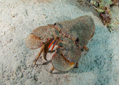 Scyllarides latus