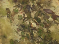 Halophila ovalis