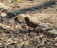 Passer domesticus indicus