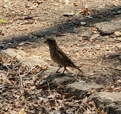 Passer domesticus indicus