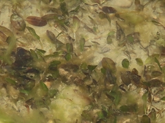 Halophila ovalis
