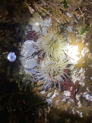 Anthopleura artemisia