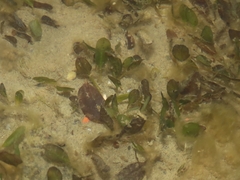 Halophila ovalis