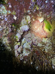 Anthopleura elegantissima