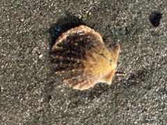 Crassadoma