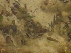 Halophila ovalis