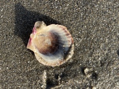 Crassadoma