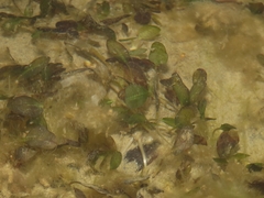 Halophila ovalis