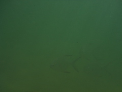 Trachinotus