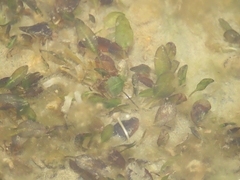 Halophila ovalis