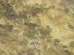 Halophila ovalis