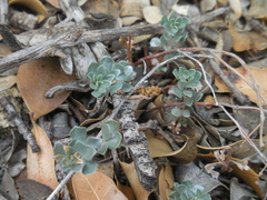 Euphorbia lurida
