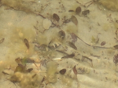 Halophila ovalis