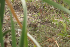 Microspingus cabanisi