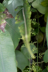 Aspleniaceae