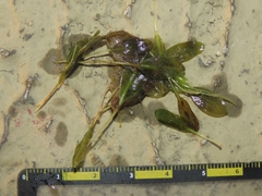 Halophila ovalis