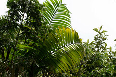 Chamaedorea linearis