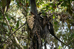Chamaedorea linearis