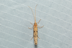 Kosrheithrus tillyardi