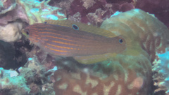 Halichoeres melanurus