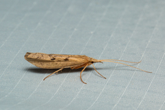 Kosrheithrus tillyardi