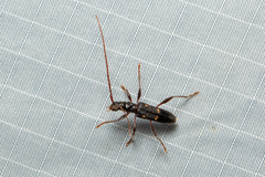 Coptocercus truncatus