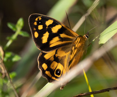 Heteronympha paradelpha