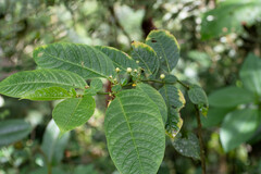Capsicum lycianthoides