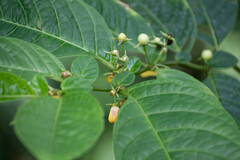 Capsicum lycianthoides