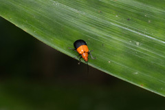 Isotes