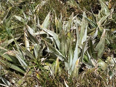 Astelia psychrocharis