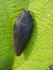 Steraspis