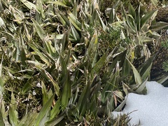 Astelia psychrocharis